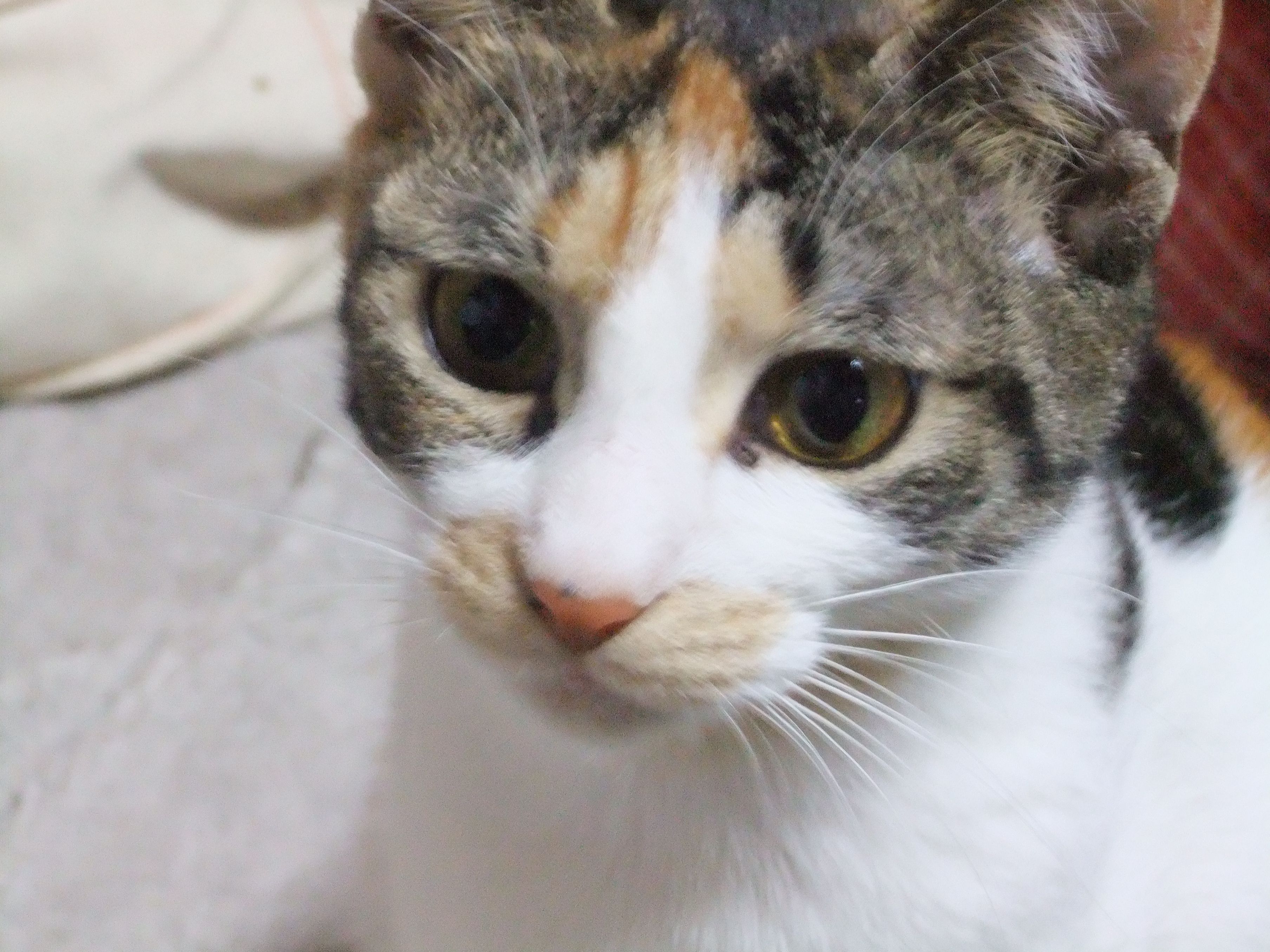 DSCF6993.JPG