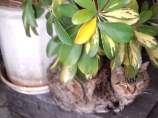 一雨来そうだにゃ2018