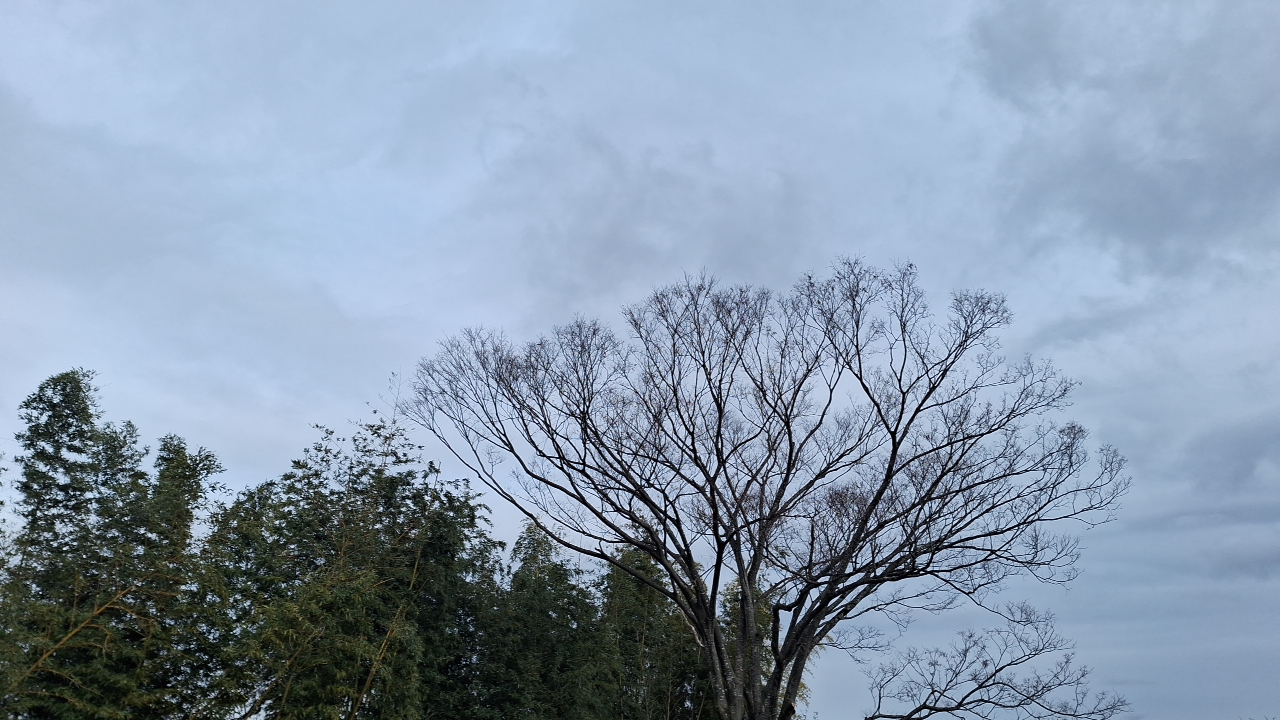 IMG_20250202_144419.jpg