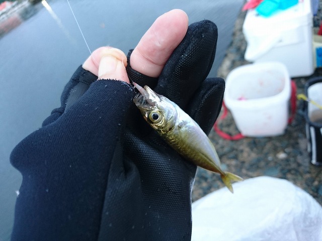 showPhoto (640×480)