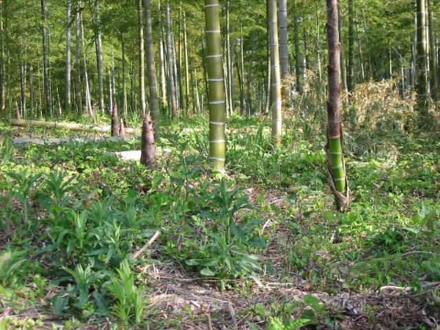 takenokokari 003.JPG