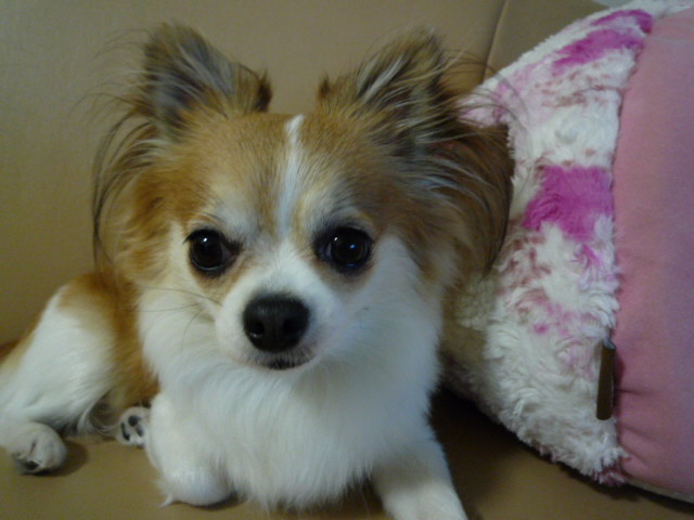 C:\fakepath\１８ 009.JPG