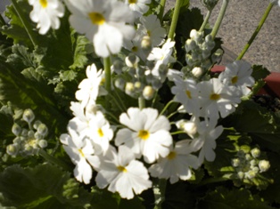 DSCN0621.JPG