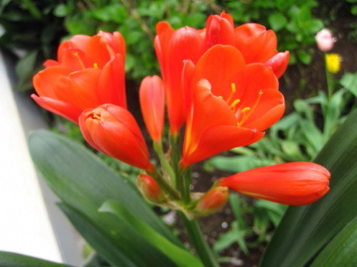 花とともに肉厚の葉をも楽しむ園芸植物クンシランの花 自然観察の振返り 9 ヒガンバナ科の植物 第10回 しろうと自然科学者の自然観察日記 楽天ブログ