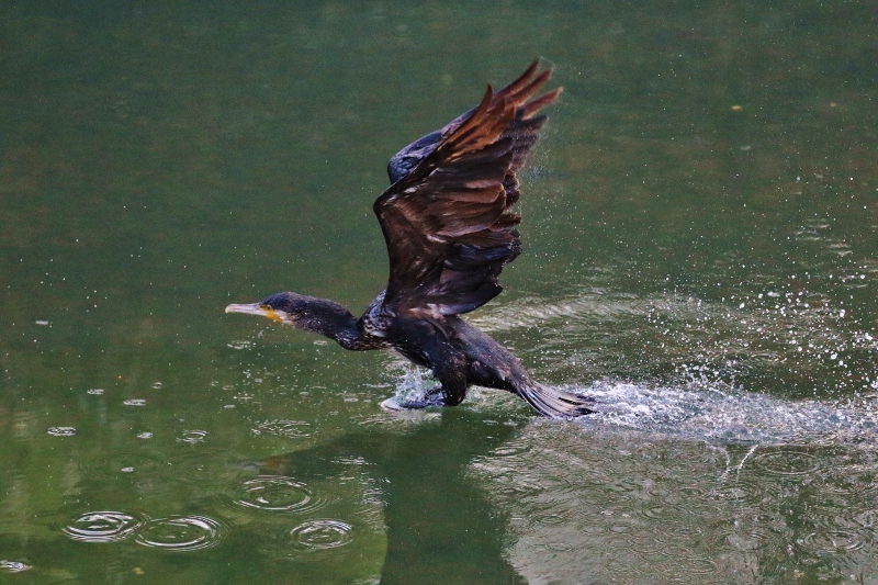 P95A0223 (800x533).jpg