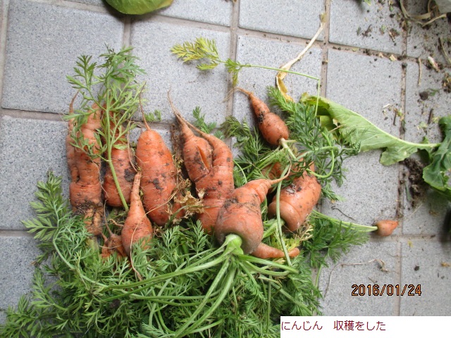 にんじん.JPG