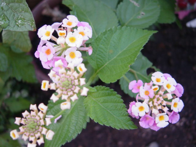 DSC09191.JPG