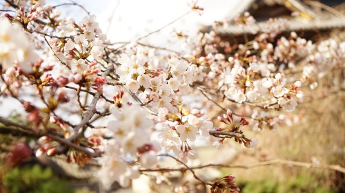 佛光寺本廟　桜.jpg