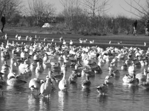 lazy snow geese.jpg