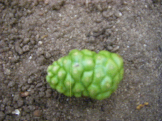 グアム旅行 リナラカルチャーパーク (5).JPG