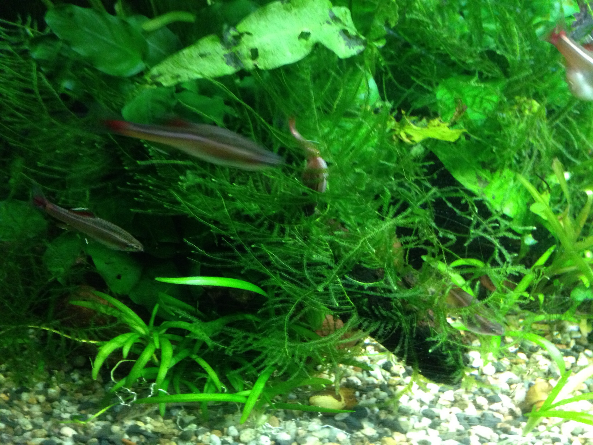 201211111644_5556_iphone.jpg