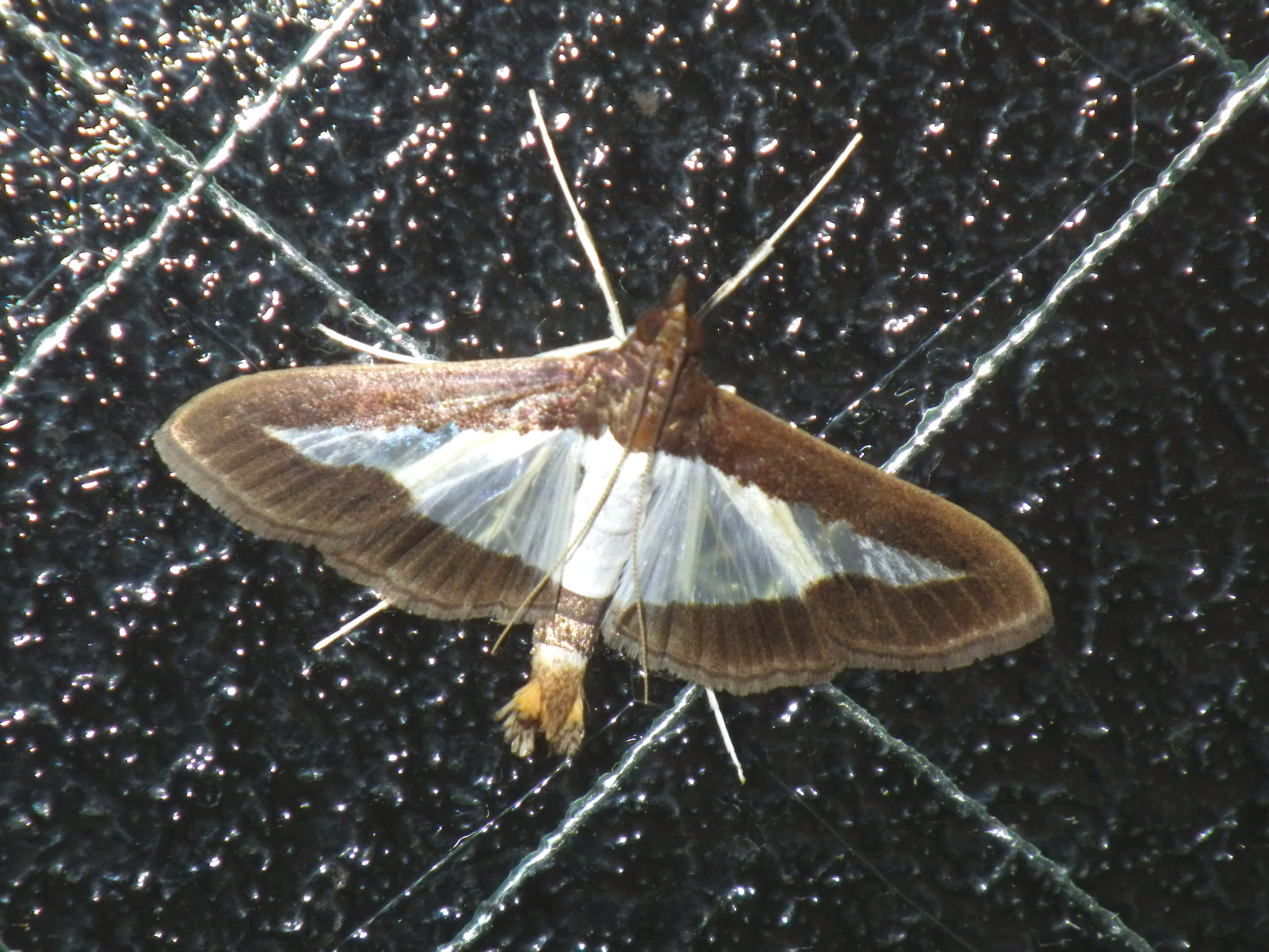 ワタヘリクロノメイガ