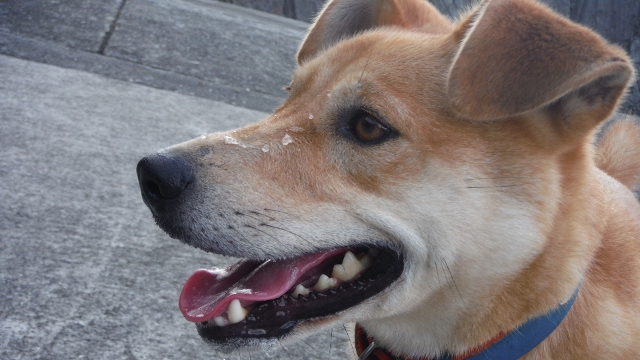 DSCF5610 (640x360).jpg