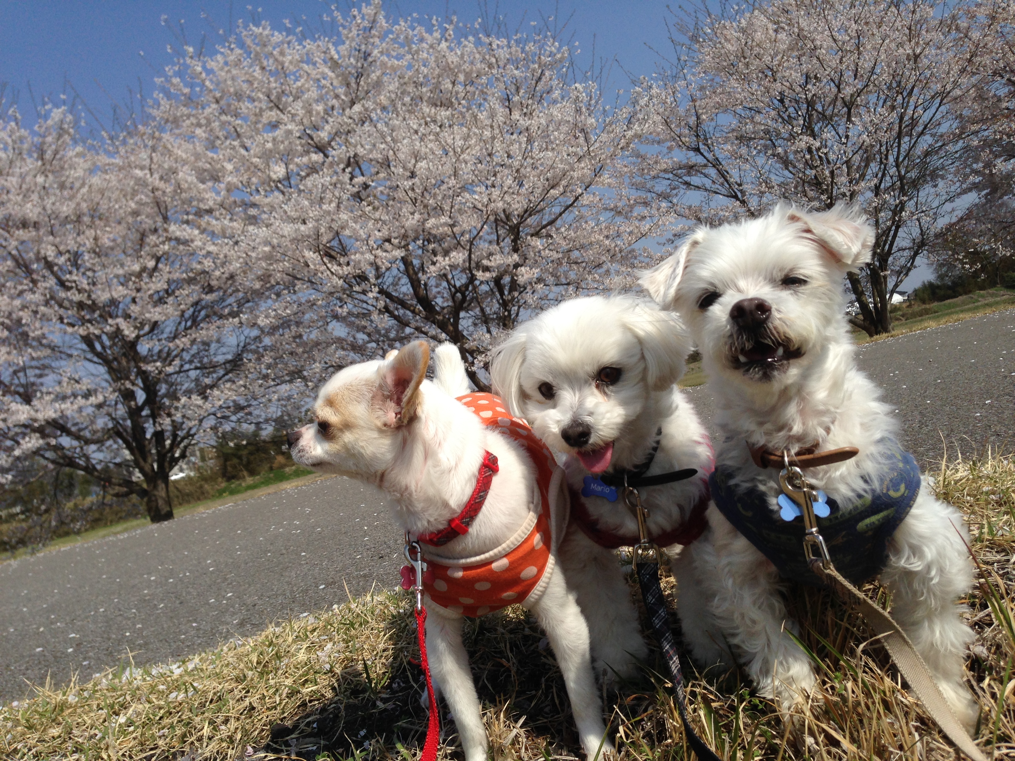 201404081613_5815_iphone.jpg