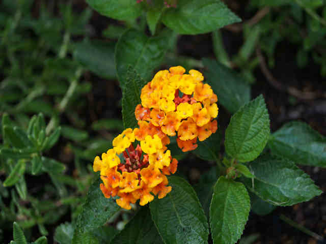 DSC09355.JPG