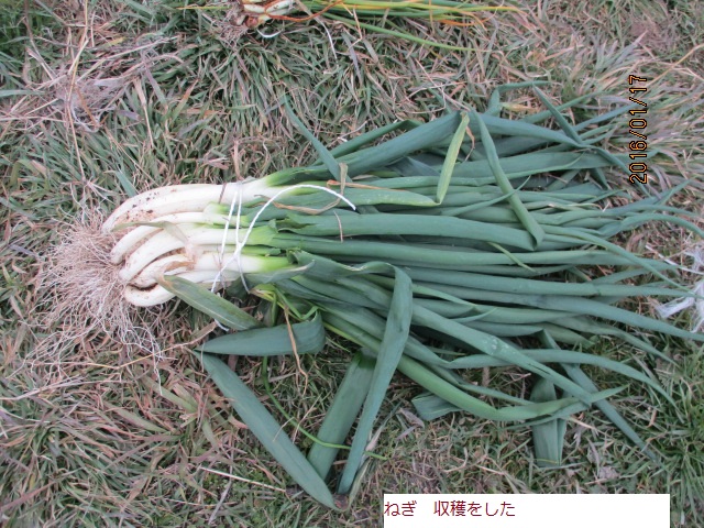 ねぎ.JPG
