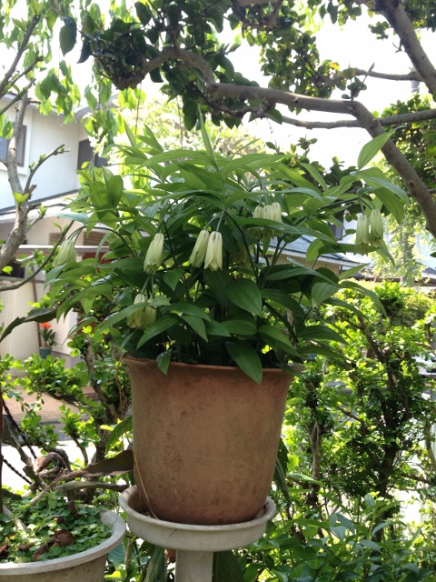 IMG_7007 (480x640).jpg