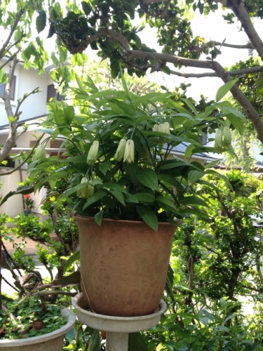 IMG_7007 (480x640).jpg