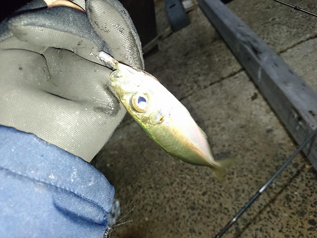 showPhoto (640×480)