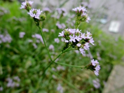 IMG_0244 (500x375).jpg