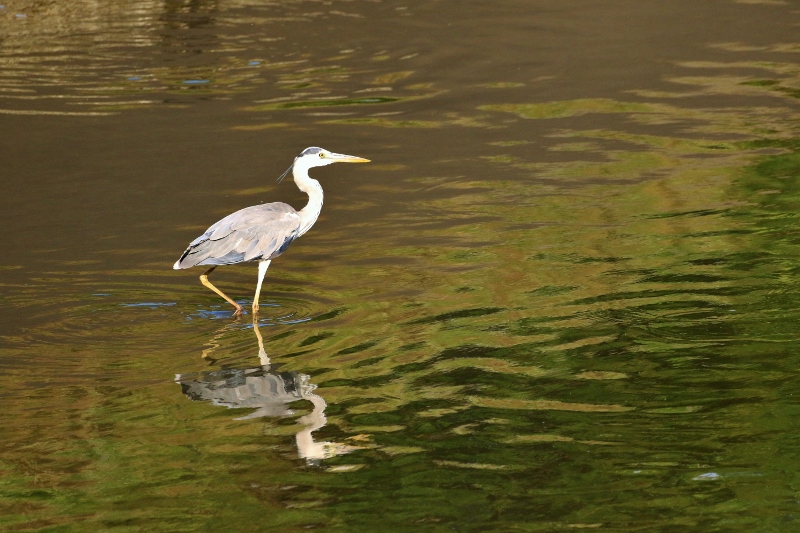 P95A0334 (800x533).jpg