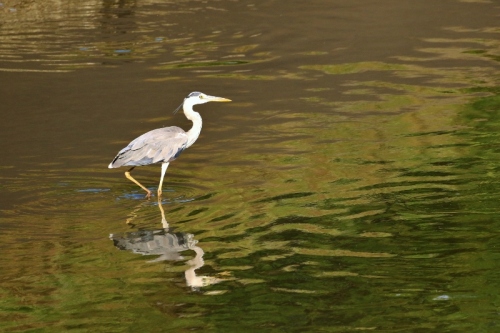 P95A0334 (800x533).jpg