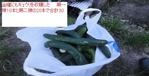 110きゅうり.JPG