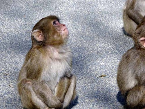 シャーロット (3).JPG