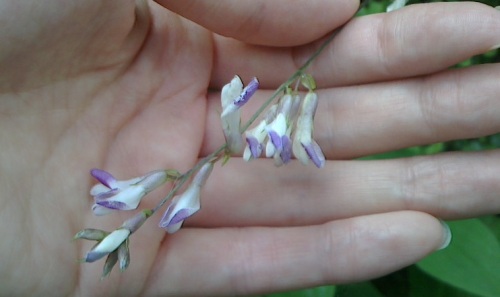 ホトトギスが開花 秋は紫の花が多いですね ネコ様とガーデニング 楽天ブログ ホトトギスが開花 秋は紫の花が多いですね ネコ様とガーデニング 楽天ブログ