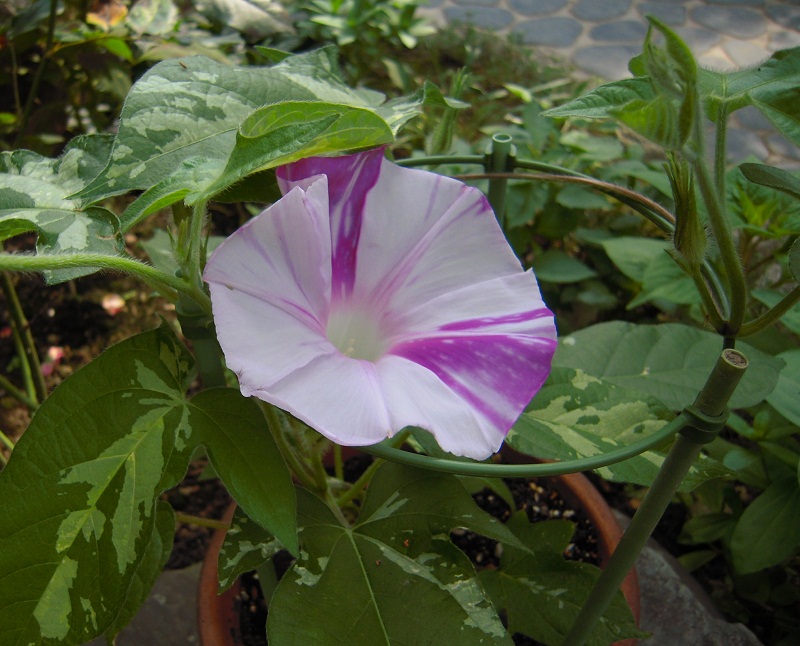 DSCN7706.JPG