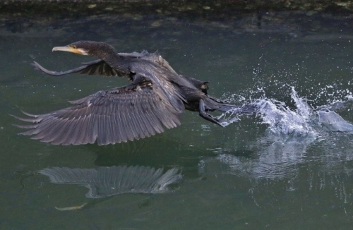 P95A0392 (800x522).jpg