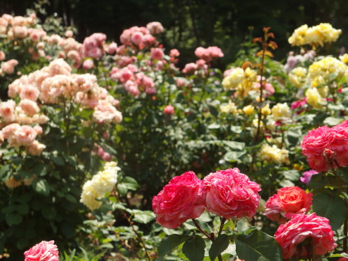 2015-06-10 12.36.35.jpg