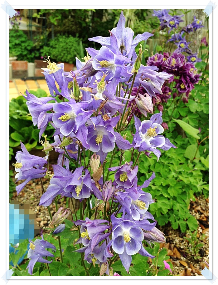 薄紫全_2015-05-07_10-53-11.JPG