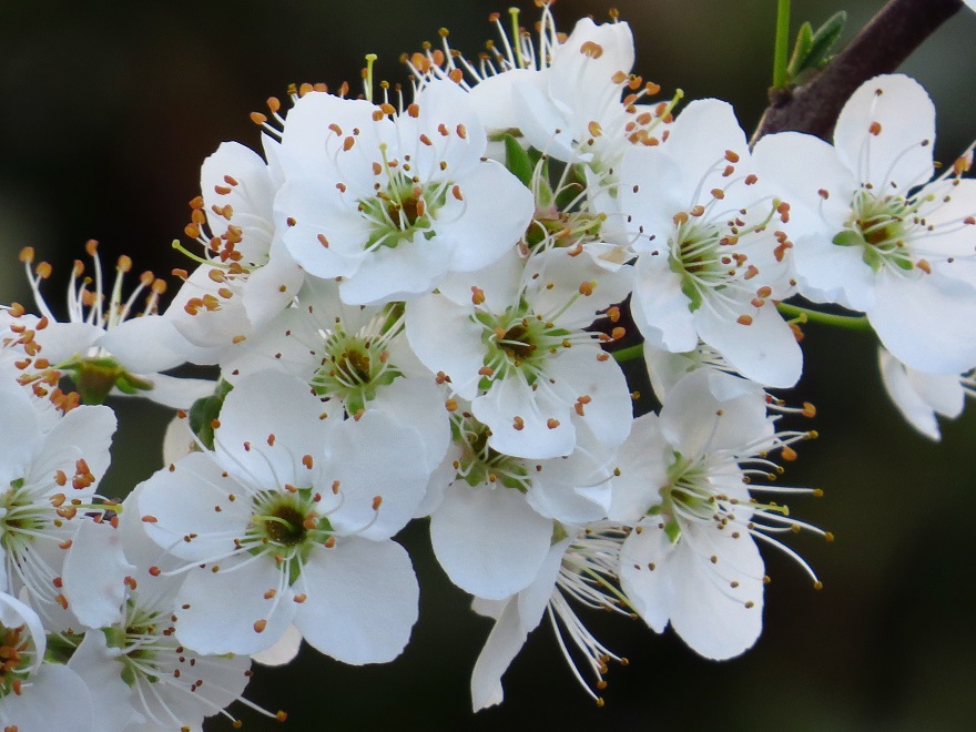 プラム系の花2316.jpg