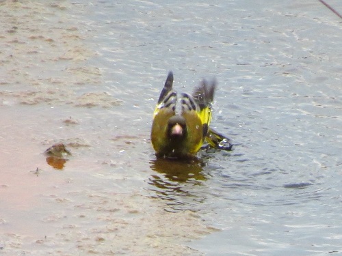 カワラヒワ水浴び_0785.jpg