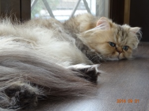 DSC04299 (300x225).jpg