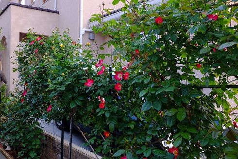DSCF0675.JPG