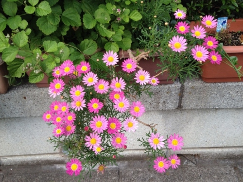 IMG_8932 (640x480).jpg