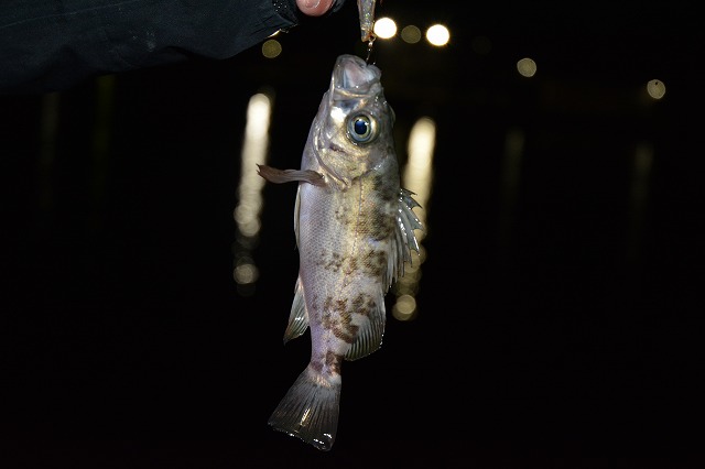 showPhoto (640×426)