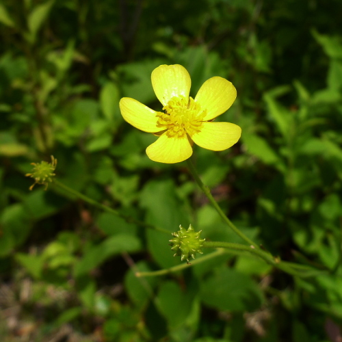 5猫魔ヶ岳の花.jpg