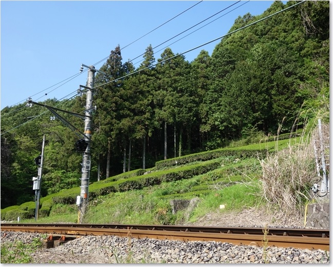18線路の向こうは茶畑