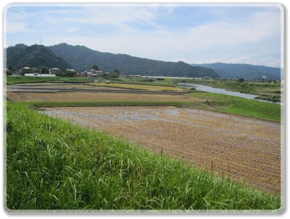 7408稲刈りが進む（吉田付近）_7408.jpg