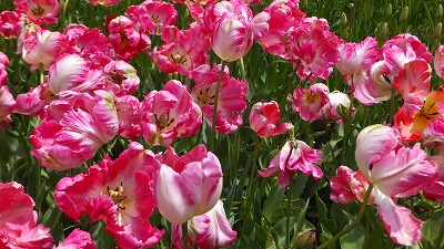 ひたち海浜公園 010.jpg