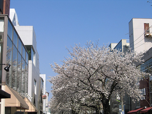 2012sakura019.jpg