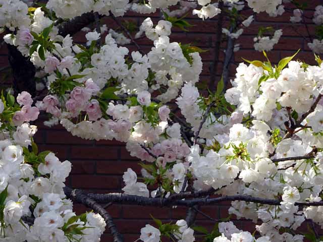 造幣局通り抜け (70).JPG