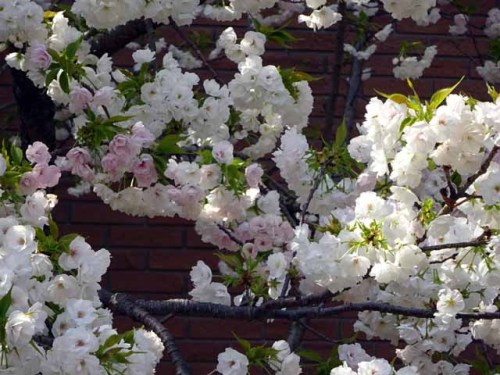 造幣局通り抜け (70).JPG