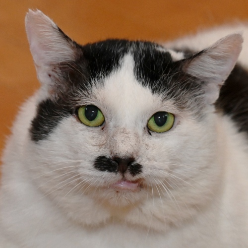 家族紹介用画像フォルダ