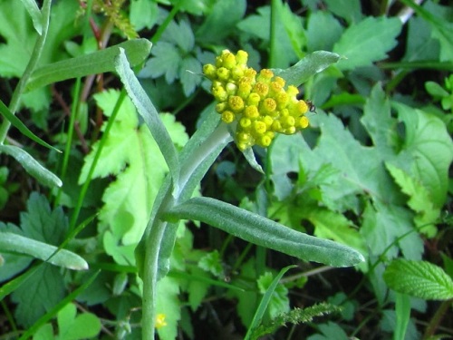 頭花の中心に数個の両性花があり その周りに細い雌性花があるハハコグサの花 5月末の静岡県富士宮市 田貫湖周辺での自然観察 その14 しろうと自然科学者の自然観察日記 楽天ブログ