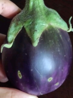 まさにeggplant0001.jpg