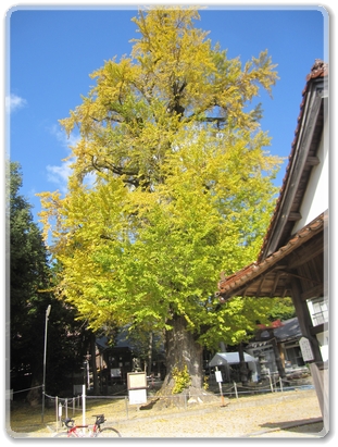 0899R37沿線風景（新宮神社の大イチョウ）_0899.jpg